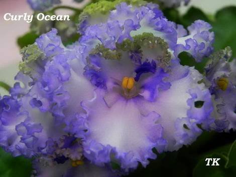 CurlyOcean1
