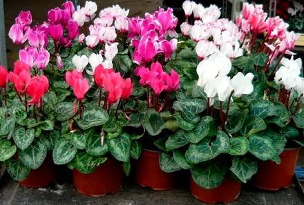 Cyclamen12