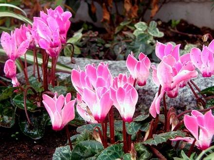 Cyclamen13