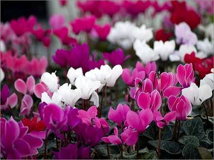 Cyclamen14