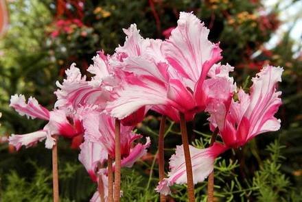 Cyclamen18