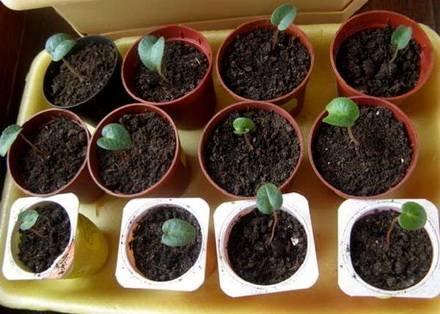 Cyclamen19