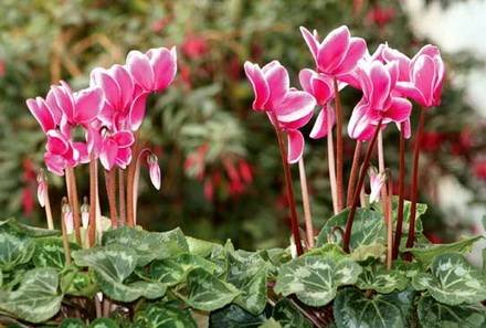 Cyclamen20