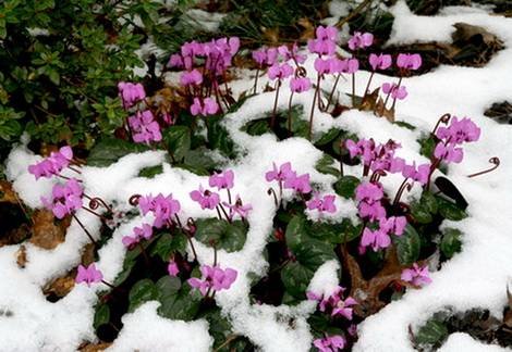 Cyclamen21