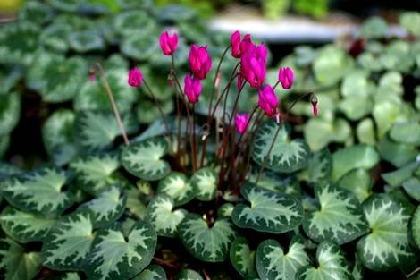 Cyclamen22