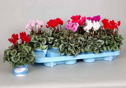 Cyclamen23