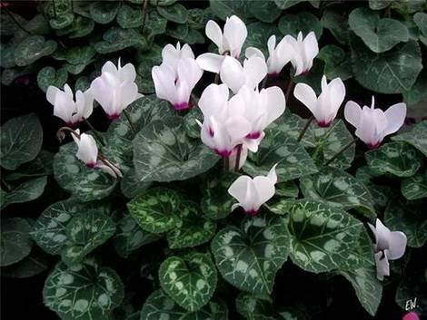 Cyclamen24