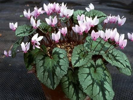 CyclamenAfricanum