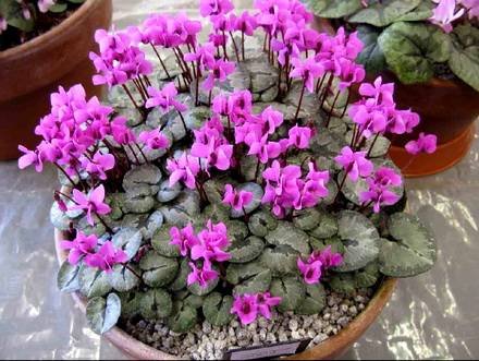 CyclamenAlpinum