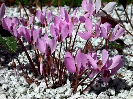 CyclamenCilicium2