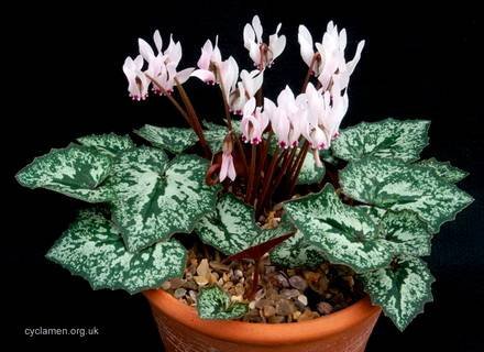 CyclamenCreticum