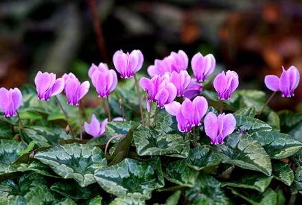 CyclamenHederifolium