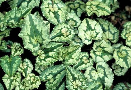 CyclamenHederifolium2