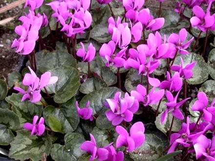 CyclamenPseudibericum