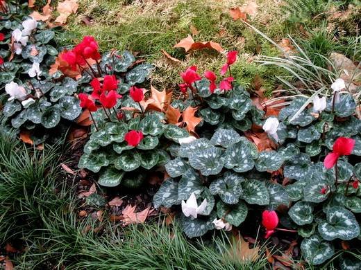 Cyclamenpersicum9
