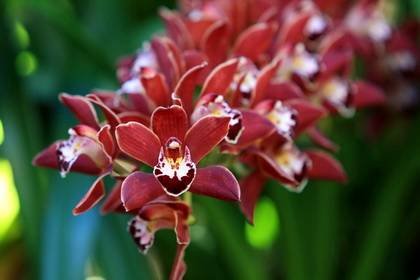 Cymbidium2