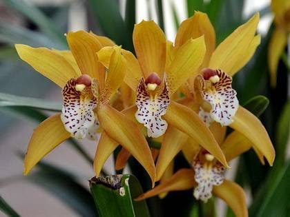 Cymbidium3