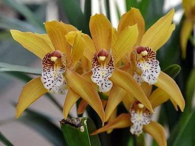 Cymbidium7