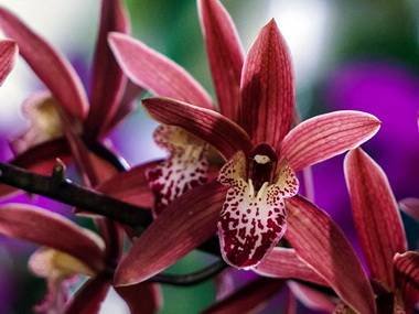 Cymbidium8