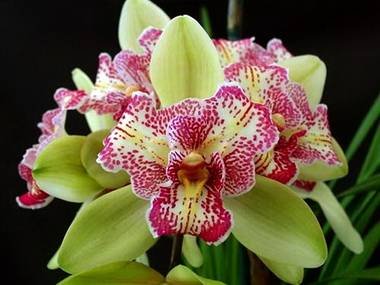 Cymbidium9