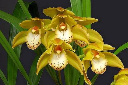 CymbidiumConnieVillalobos1