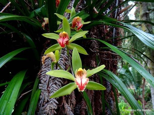 CymbidiumGrandiflorum1