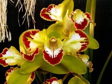 CymbidiumHarlequin9
