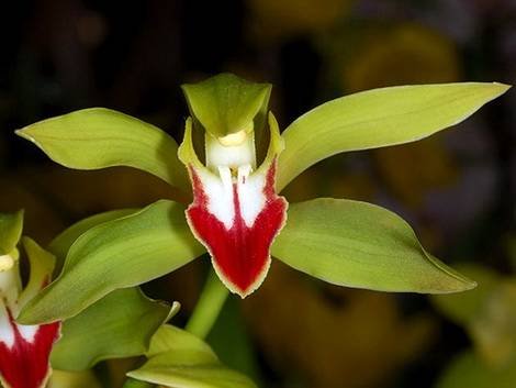CymbidiumLowianmn2