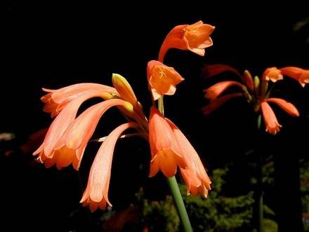 CyrtanthusBrachyscyphus