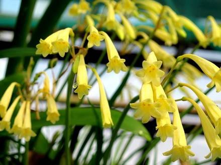 CyrtanthusOchroleucus