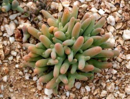 DactylopsisDigitata1