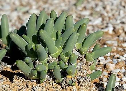 DactylopsisDigitata3
