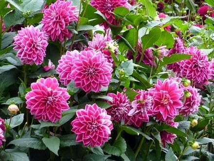 Dahlia1
