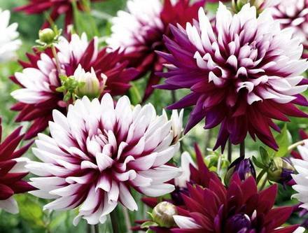 Dahlia2
