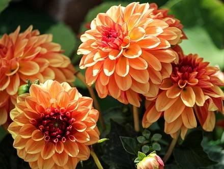 Dahlia33