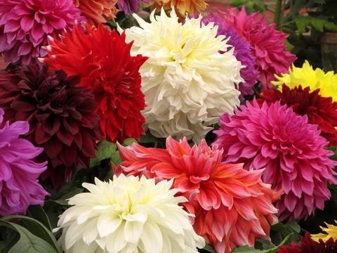 Dahlia44