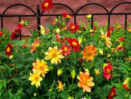 Dahlia5