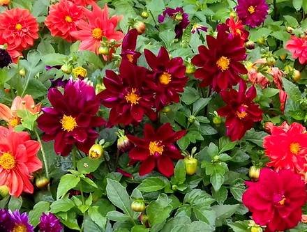 Dahlia6