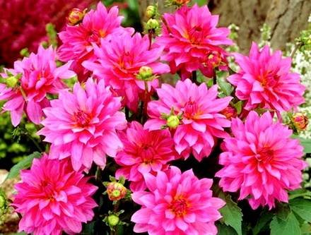 Dahlia7