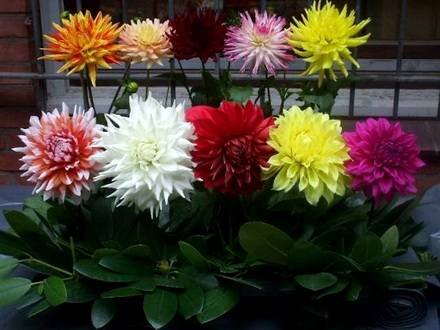 Dahlia8