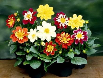 Dahlia9