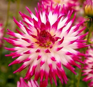 DahliaDutchExplosion