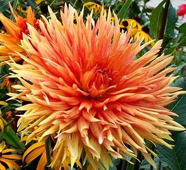 DahliaLudwigHelfert