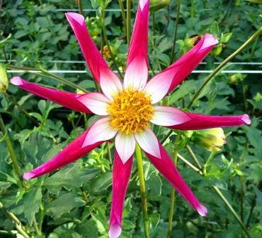 DahliaMidnightStar