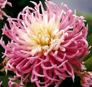 DahliaStar'sFavourite