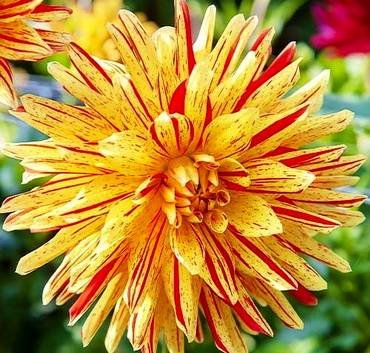 DahliaStripedVulcan