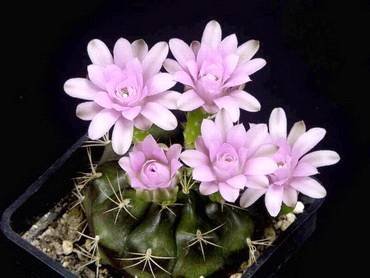 DamsiiTorulosum