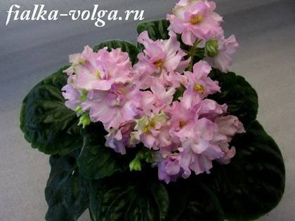 Даночка7