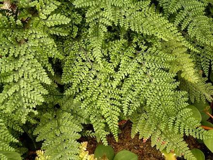 DavalliaBulata