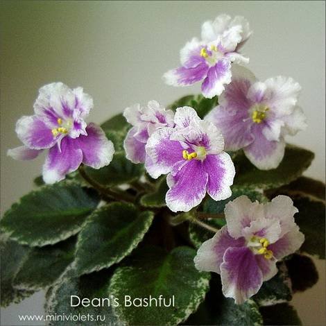 Dean'sBashful1